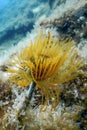 Tubeworm underwater (Sabella spallanzanii)ÃÂ Sea Life